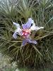 Tillandsias - lot de 8 pousses