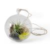 Boule de verre + pousse de Tillandsia